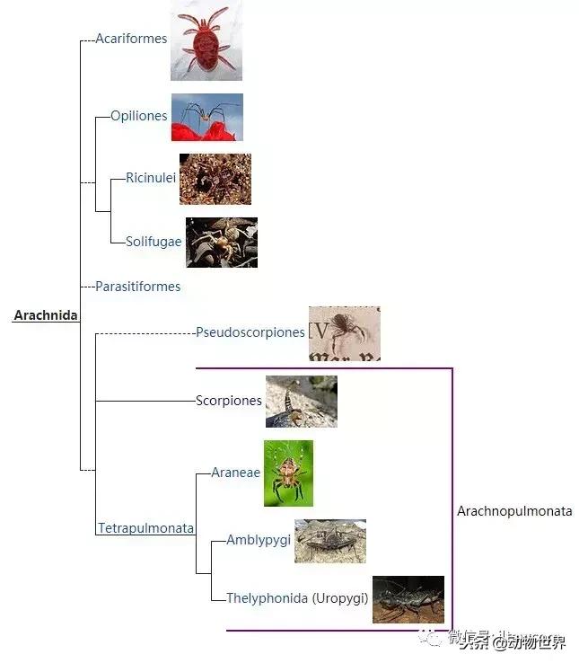 蝎子的全名叫什么,蝎子百科全书