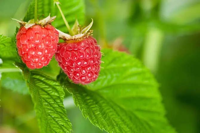 你不认识的四种水果树莓,物以稀为贵的植物