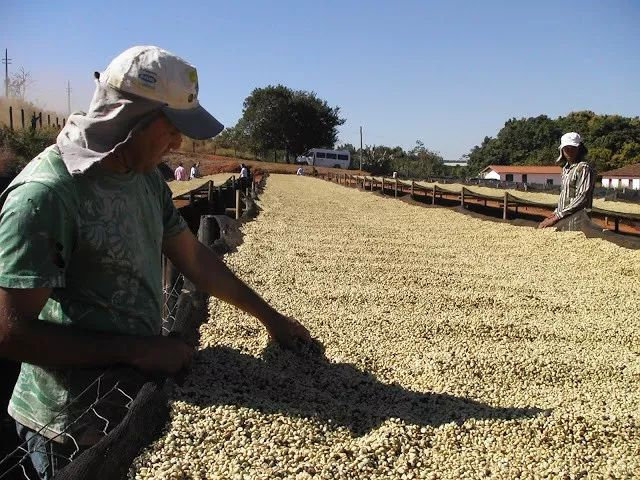 肯尼亚咖啡豆产区,世界四大产区顶级阿拉比卡咖啡豆