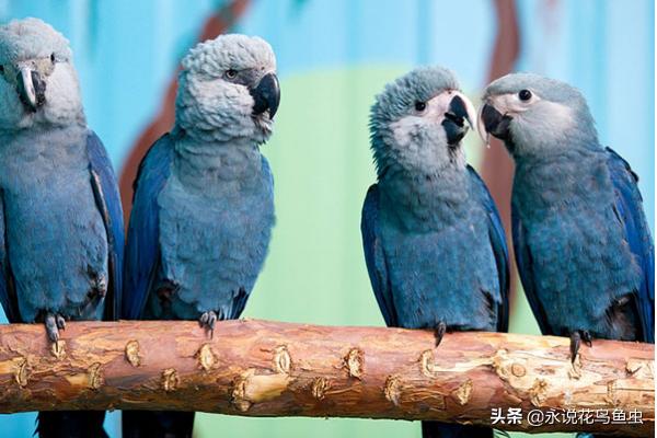 红黄金刚鹦鹉与紫蓝金刚的价格,紫蓝金刚鹦鹉生长过程140天