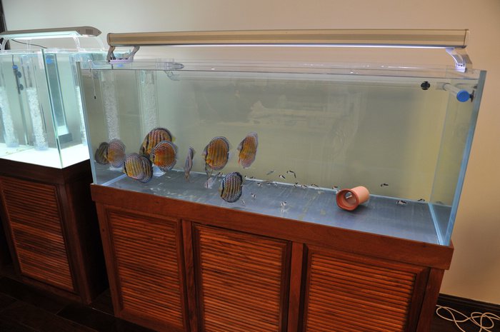 七彩神仙爱好者,野生七彩神仙开口