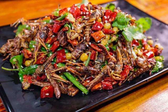 养蚂蚱适合什么地区,为什么要养殖蚂蚱呢图片