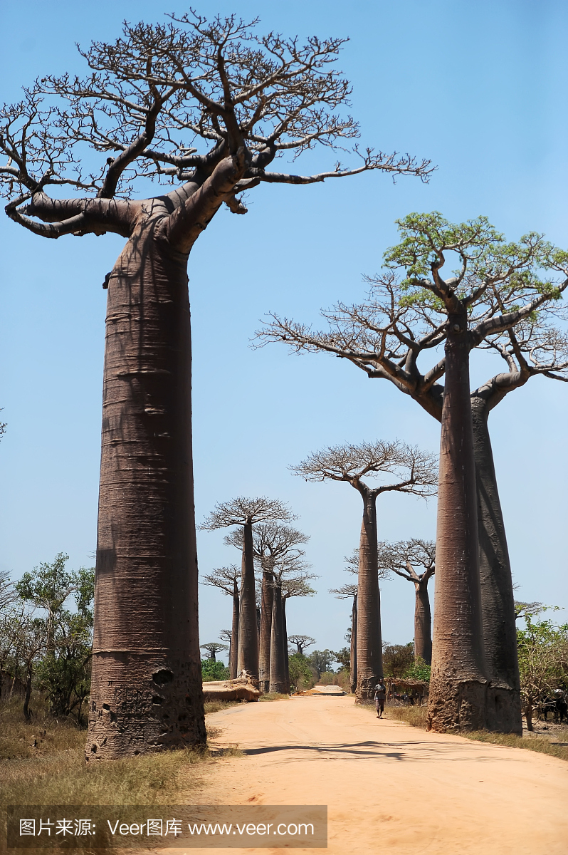 非洲最大岛马达加斯加,非洲马达加斯加岛