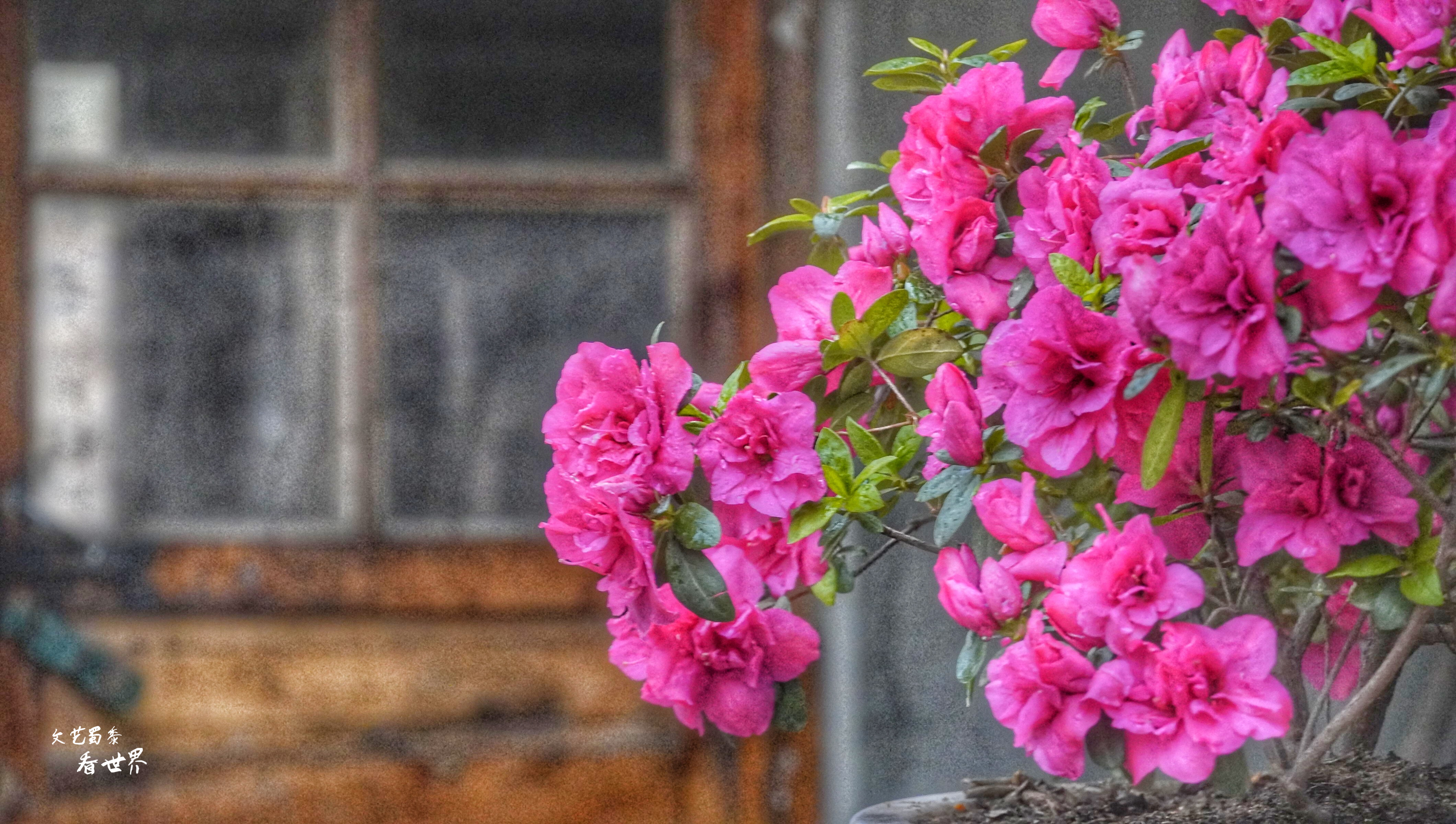 因《舌尖上的中国》而为人所知，刚刚的四月飞雪又让它美成了仙境