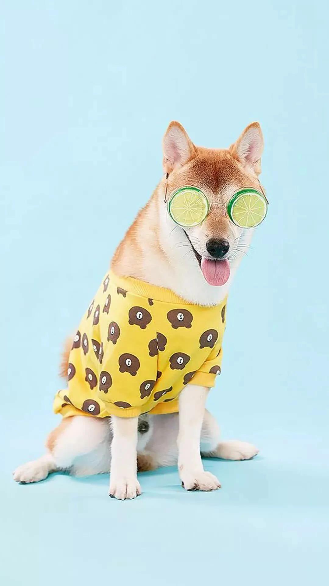 宠物医生一般怎么确定猫咪怀孕的,宠物发情能否确定