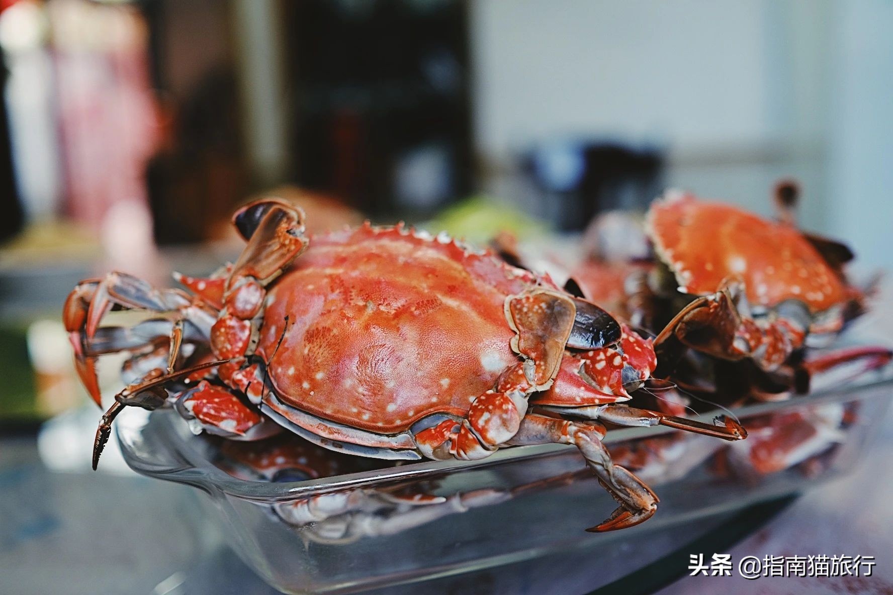 夏天去哪个海边吃海鲜最合适,适合吃货去的海边城市