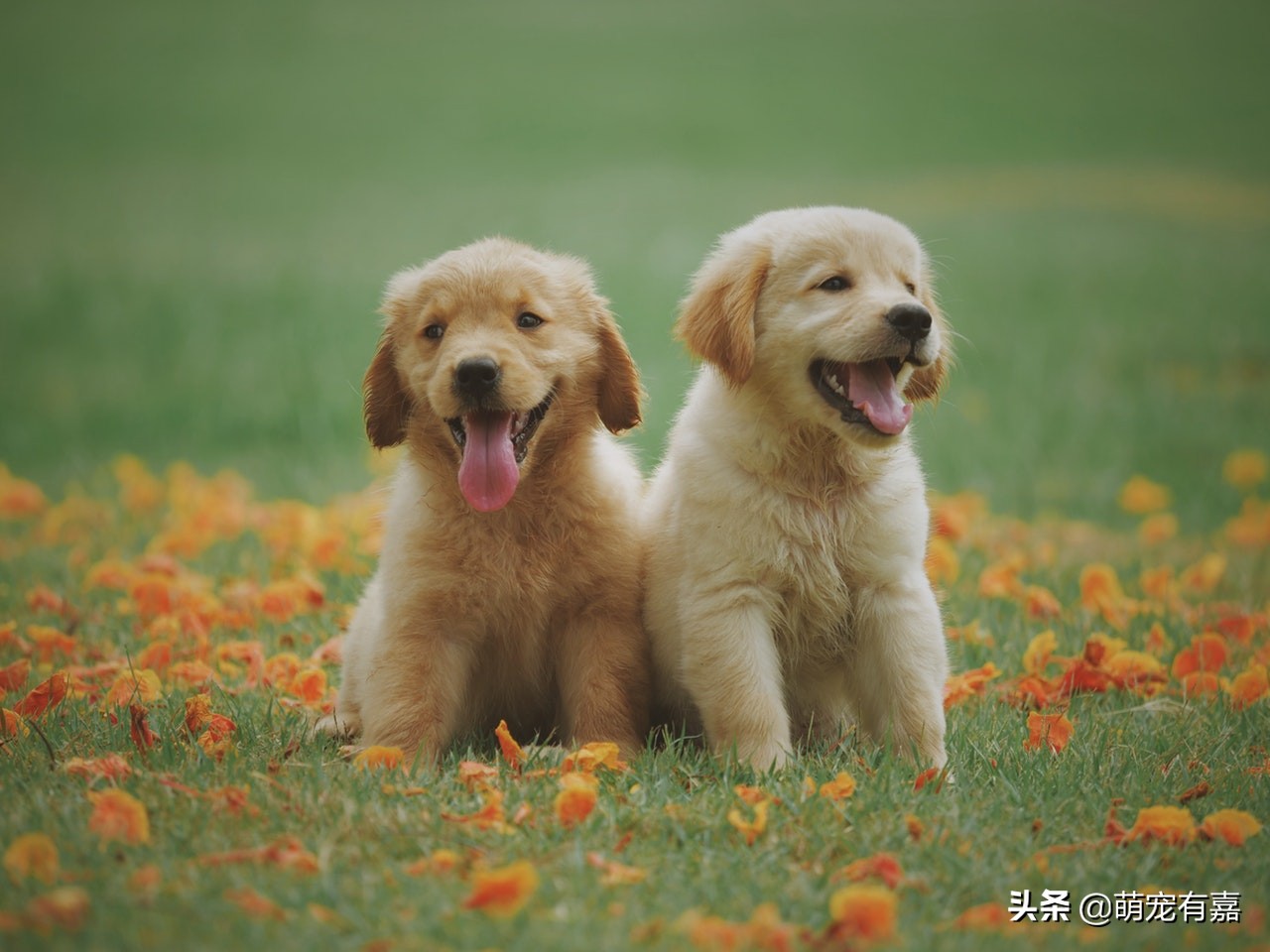 狗狗是否可以吃猪肉？分享犬旋毛虫病的七个知识点，早发现早治疗