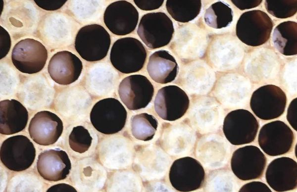 中蜂欧洲幼虫病用什么药,中蜂孢子病如何预防呢