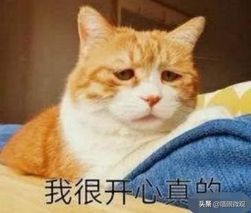 猫咪为什么要弄双眼皮,南京给猫割双眼皮