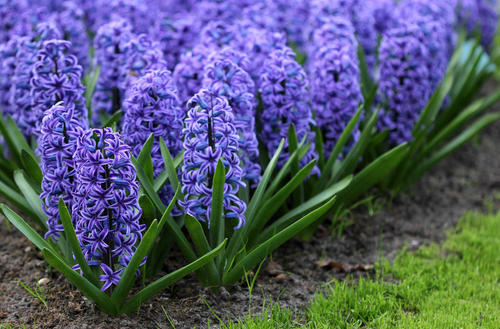 钃濈传鑹茬殑鑺辨湁鍑犵,10绉嶈秴缇庣殑娴呯传鑹茶姳