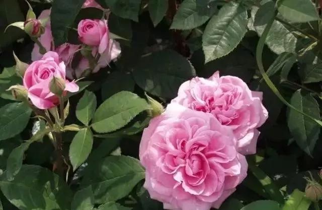 给大家介绍一下玫瑰品种,玫瑰的品种及特点介绍