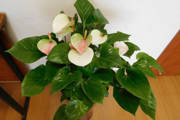 粉掌的花怎么养用不用老浇水,粉掌长不高怎么回事