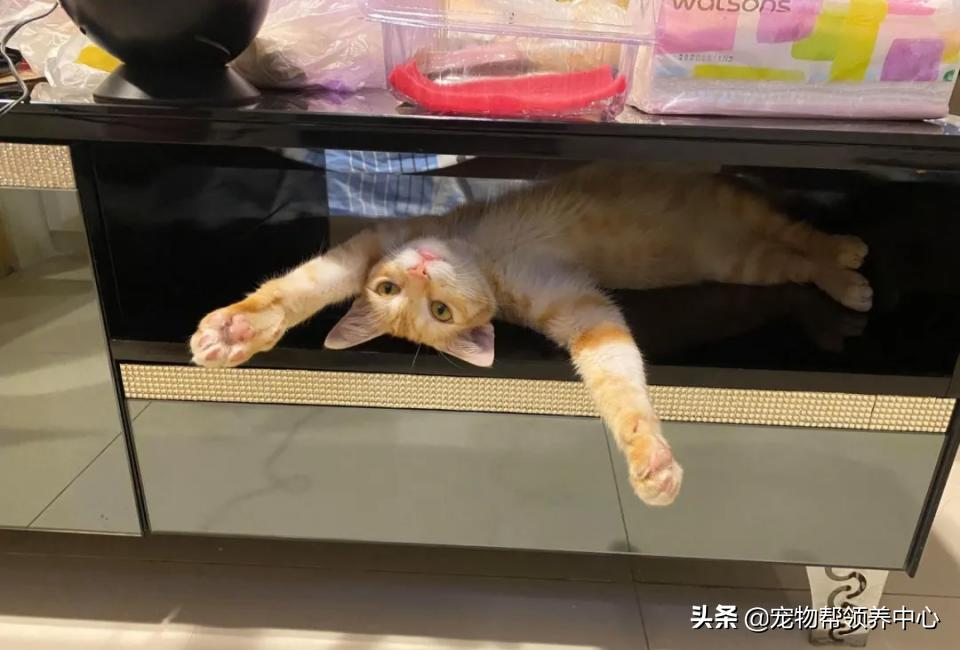 橘猫整日不出闺房却突然胎动？检查令爸崩溃：哪个死小子干的？