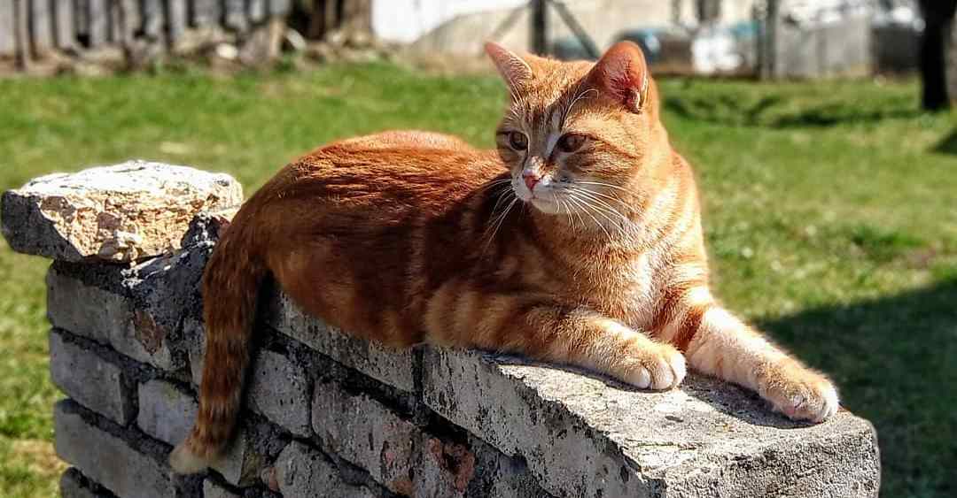 猫咪衣原体感染是什么病,猫咪衣原体感染可以治好吗