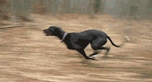 灵缇犬纯种有什么特征,灵缇高级猎犬需要会什么技能