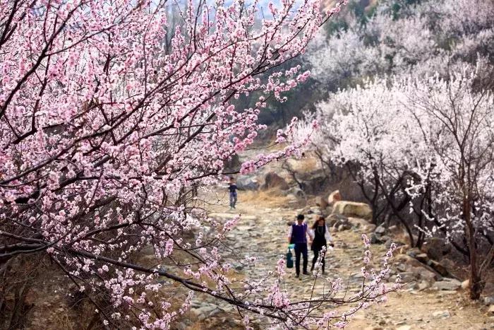 北京昌平区旅游必去十大景点推荐,昌平周末游玩推荐景点攻略