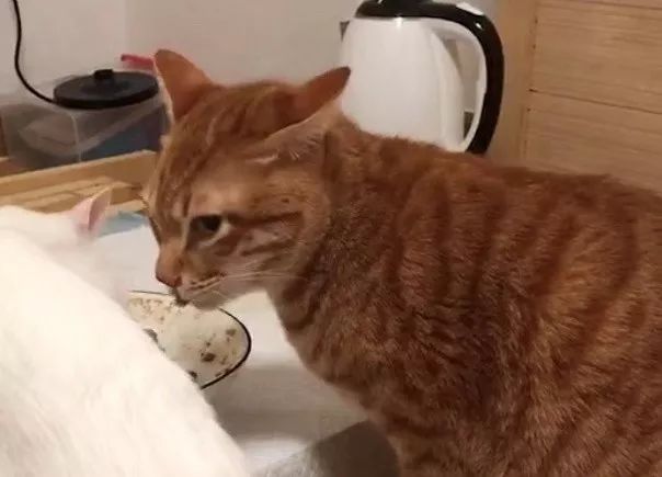 猫咪挑食不怎么吃怎么办,猫咪怎样的表现证明它是挑食了