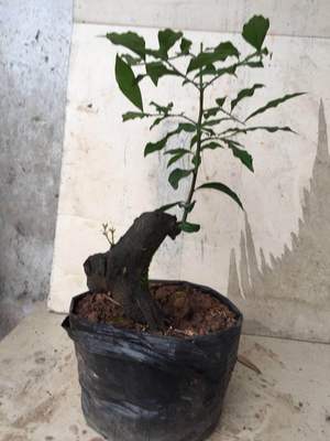 重庆适合养什么盆景,重庆顶级盆景欣赏