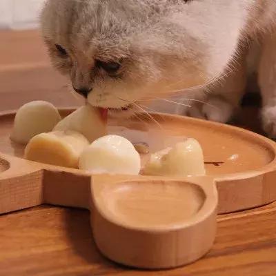 新手养猫第一天猫咪害怕怎么办,新手铲屎官养猫知识