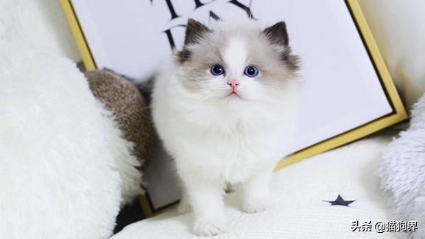 布偶猫打扮成小公主,布偶猫变成美少女