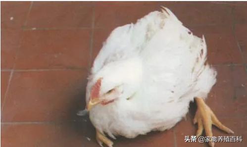 鸡脚软是怎么回事？吃什么才能对症下药？
