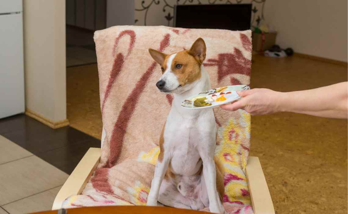 狗狗突然不吃饭脾气不好,狗狗这两天不吃饭怎么回事