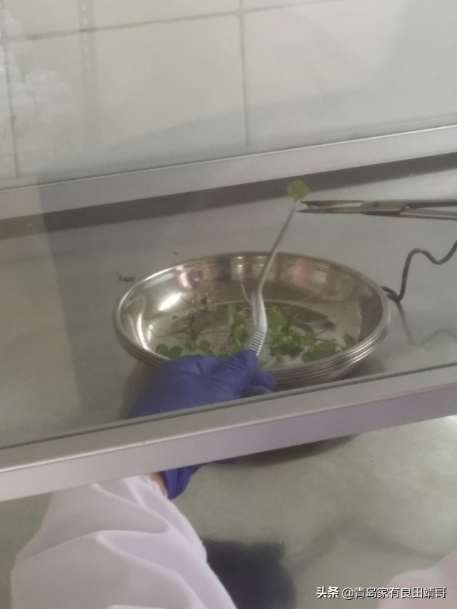 脱毒阳光玫瑰葡萄苗,阳光玫瑰特级苗