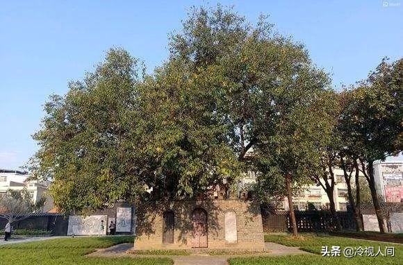 南阳怎样?看完你也会说“中!中!中!”