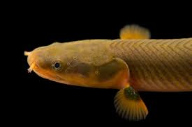 冷门高端观赏鱼有哪些鱼,比较好养的冷门观赏鱼小鱼