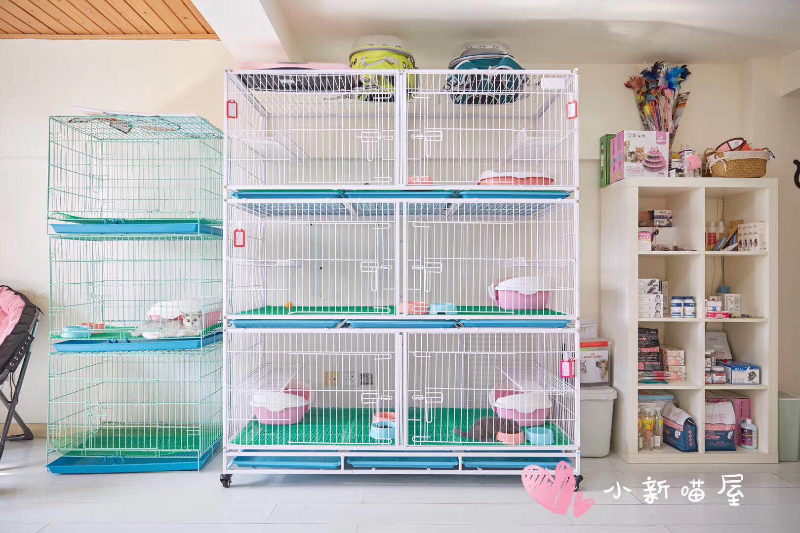 宠物市场买到星期猫,买猫怕买到星期猫该怎么做