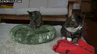 猫咪马杀鸡的视频,猫咪马杀鸡需要办卡吗