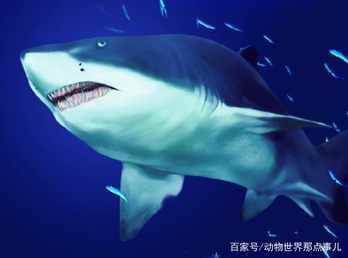 1000个动物知识,臭鼬动物的特性