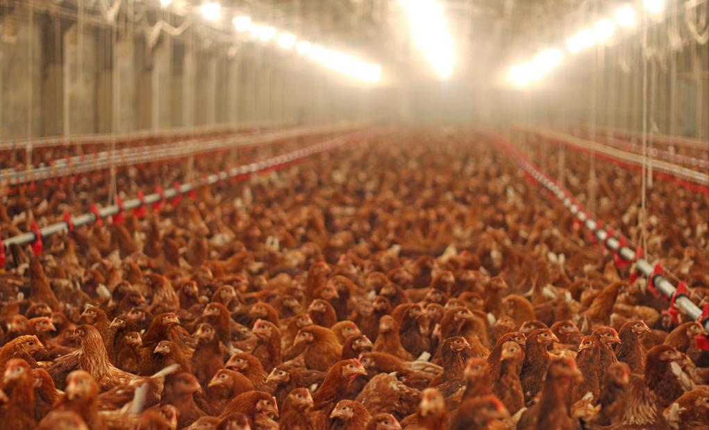 九零后二夫妻创业养鸡一年几百万,他是如何靠养鸡年创1000万财富