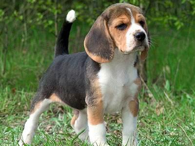 宠物狗体味重怎么办,狗狗体味大怎么去除最有效