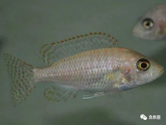 三湖慈鲷马鲷孔雀珍珠系能长多大,三湖慈鲷之孔雀