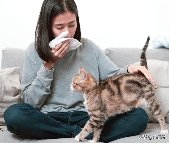 对猫毛过敏导致脸肿,对猫毛过敏是不是老打喷嚏