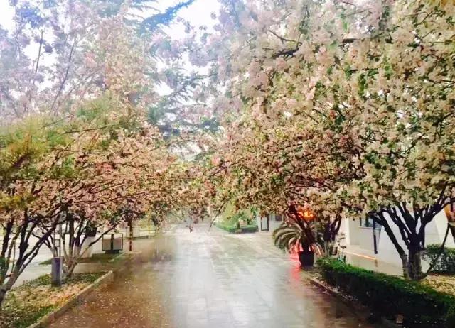 山师附中,山师附中历下区