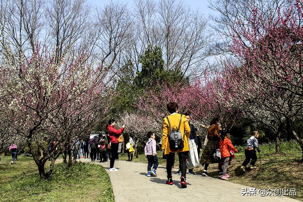 南京第一梅山,南京梅山和梅花山