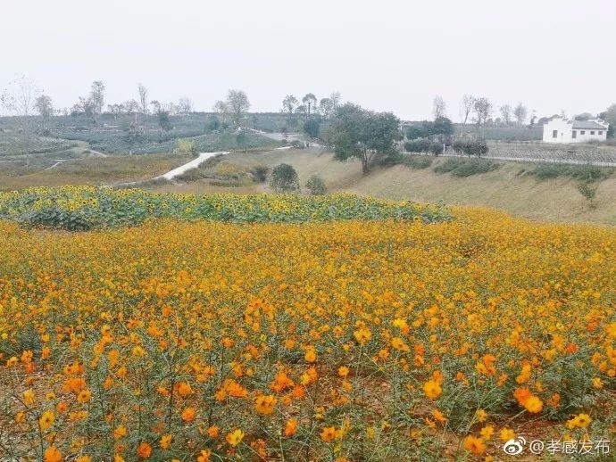 「云聚孝感十抓十促」精彩继续，魅力无边！这样的云梦、应城你们见过吗？