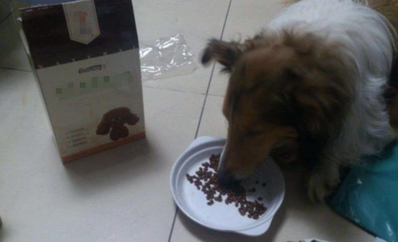 泰迪吃了发霉的狗粮不适怎么办,泰迪吃什么会导致肾衰竭