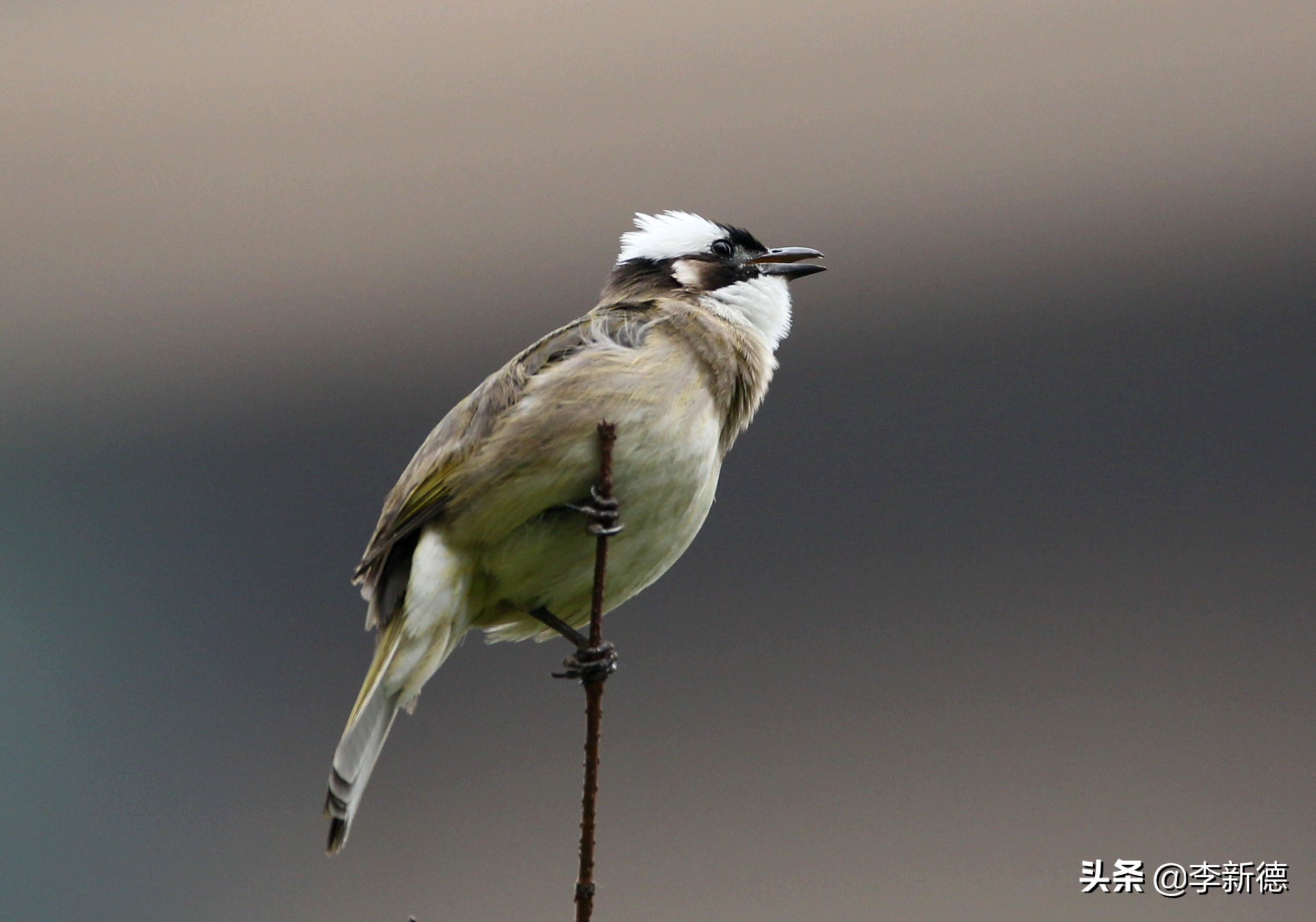 适马150佳能5d3能用吗,佳能5d3能不能用适马85f1.4a镜头