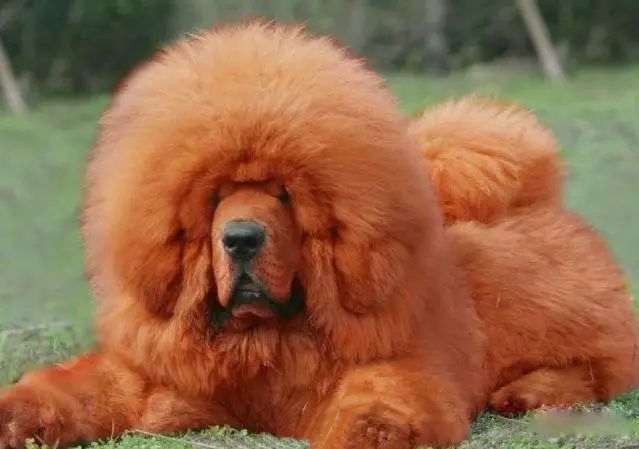 45种名犬大全,72种名犬图片附介绍