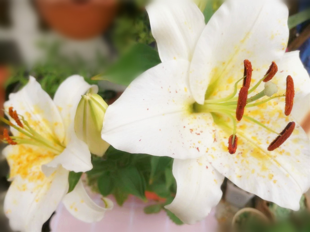 百合花开了一次怎么不开了,百合花开一半就不开了