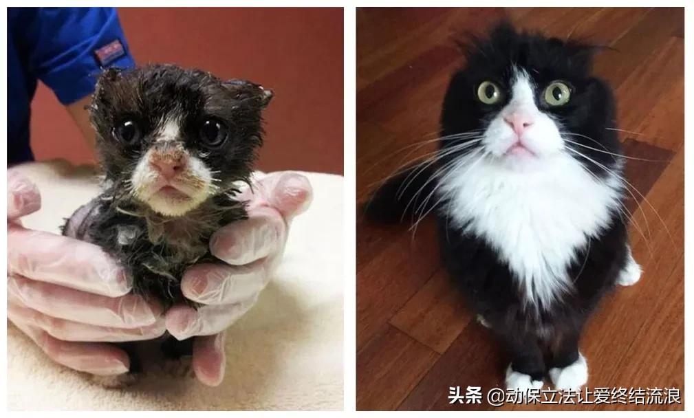 中华田园猫的寿命一般有多少年,中华田园猫哪种捉老鼠最厉害