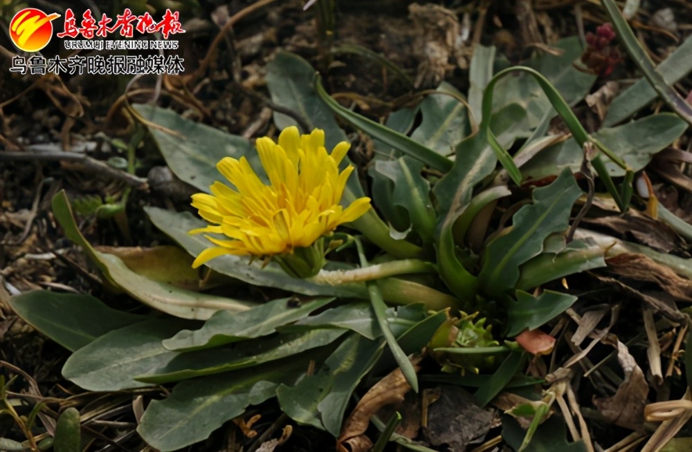 一棵草真实故事,橡胶草的传说故事