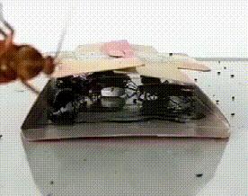 灭蟑螂最好的方法一招解决,蟑螂怎么灭杀最好方法