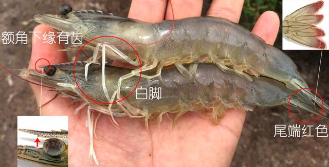 罗氏虾怎么辨别有没有膏,罗氏虾虾苗怎么分辨真假