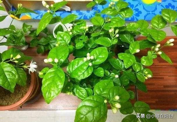 茉莉花盆栽浸盆浇花的正确方法,盆栽茉莉怎样浇水施肥
