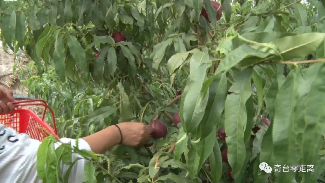 油桃红彤彤农民乐开怀