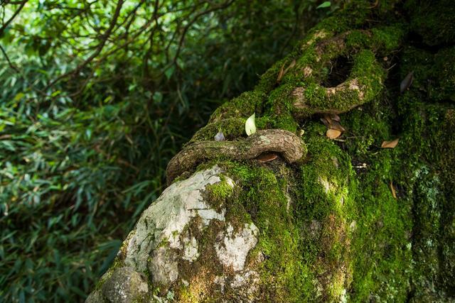 小平故里广安风景,小平故里到华蓥山有多远
